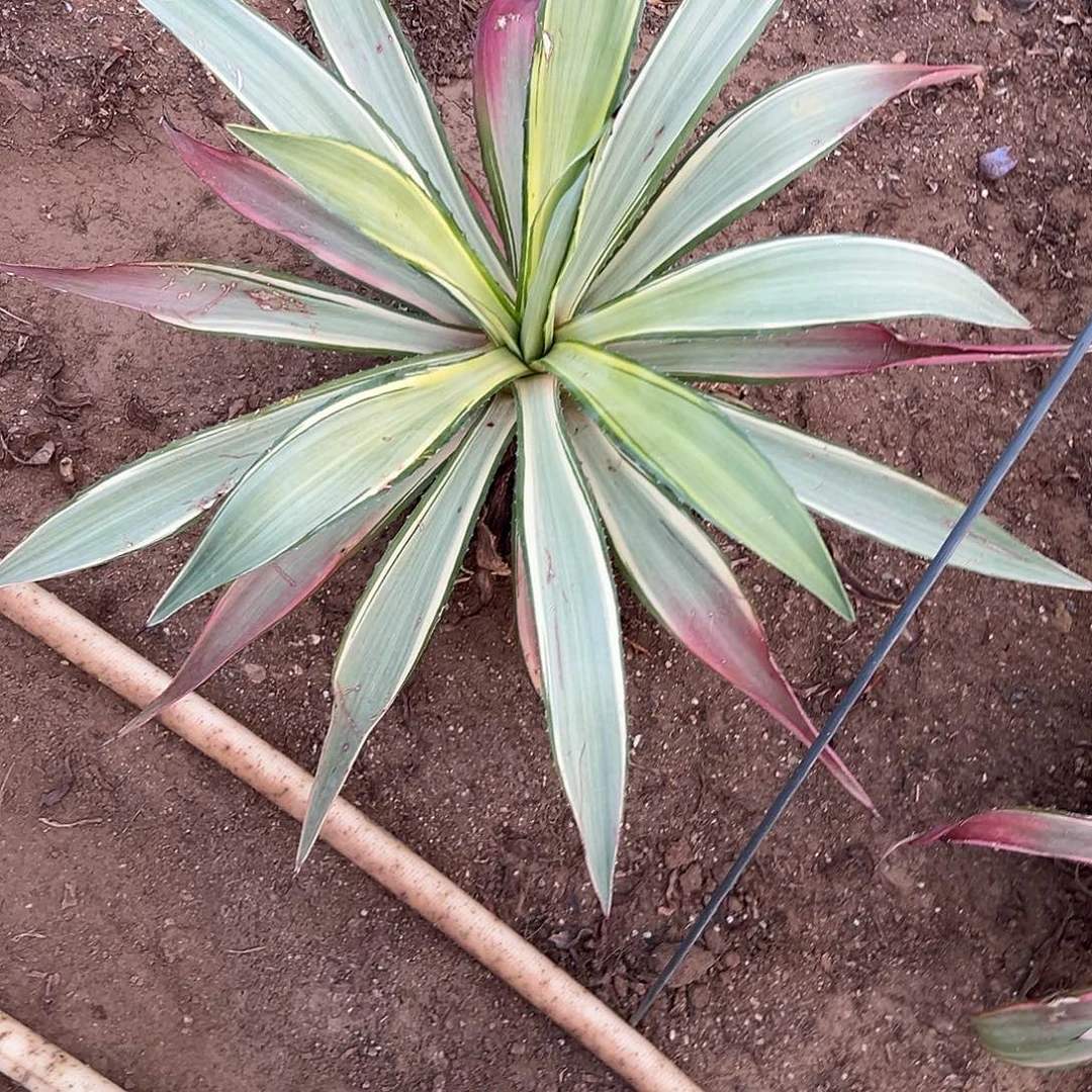 多肉植物鹦鹉嘴单头
