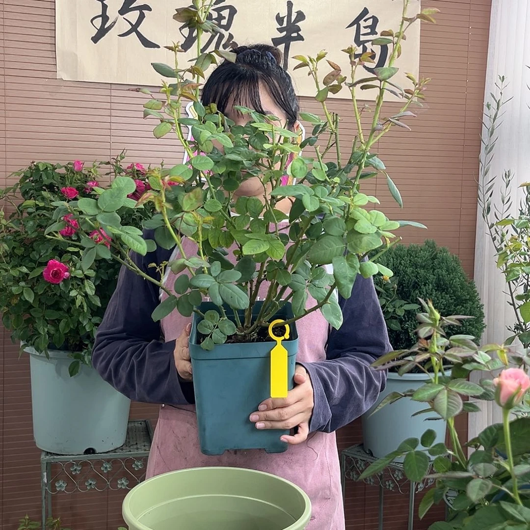 玫瑰半岛草莓杏仁饼1.5扦插