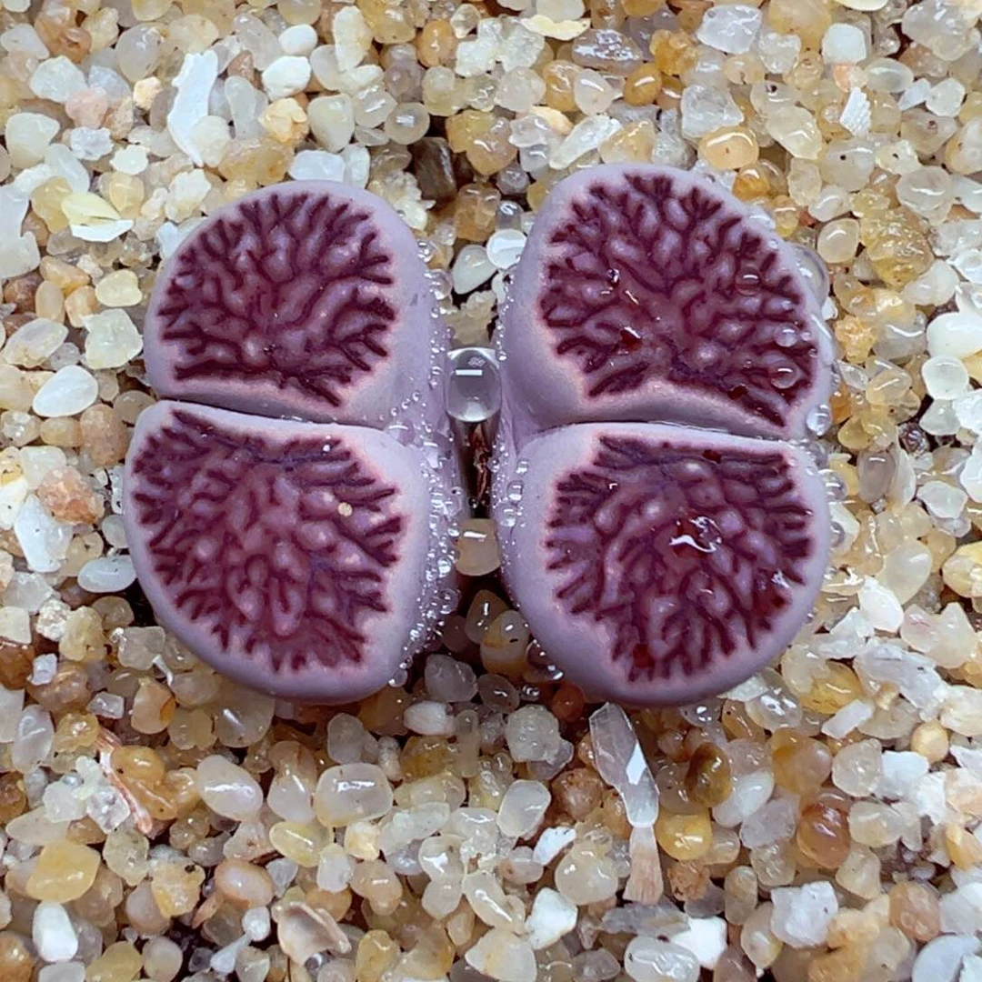 完全开放优秀的肉肉619-19