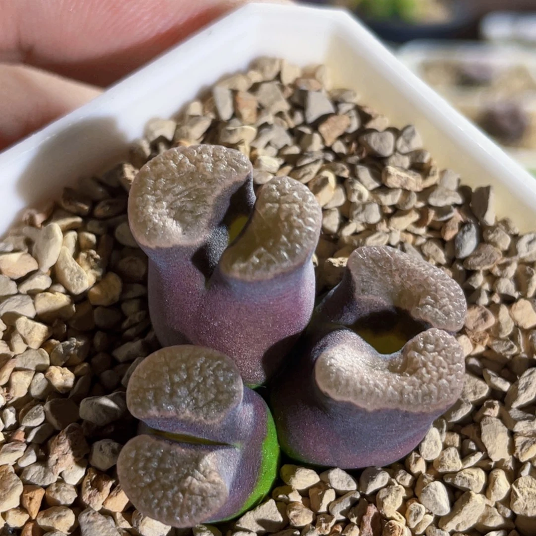 紫体磁铁风铃植物一物一拍