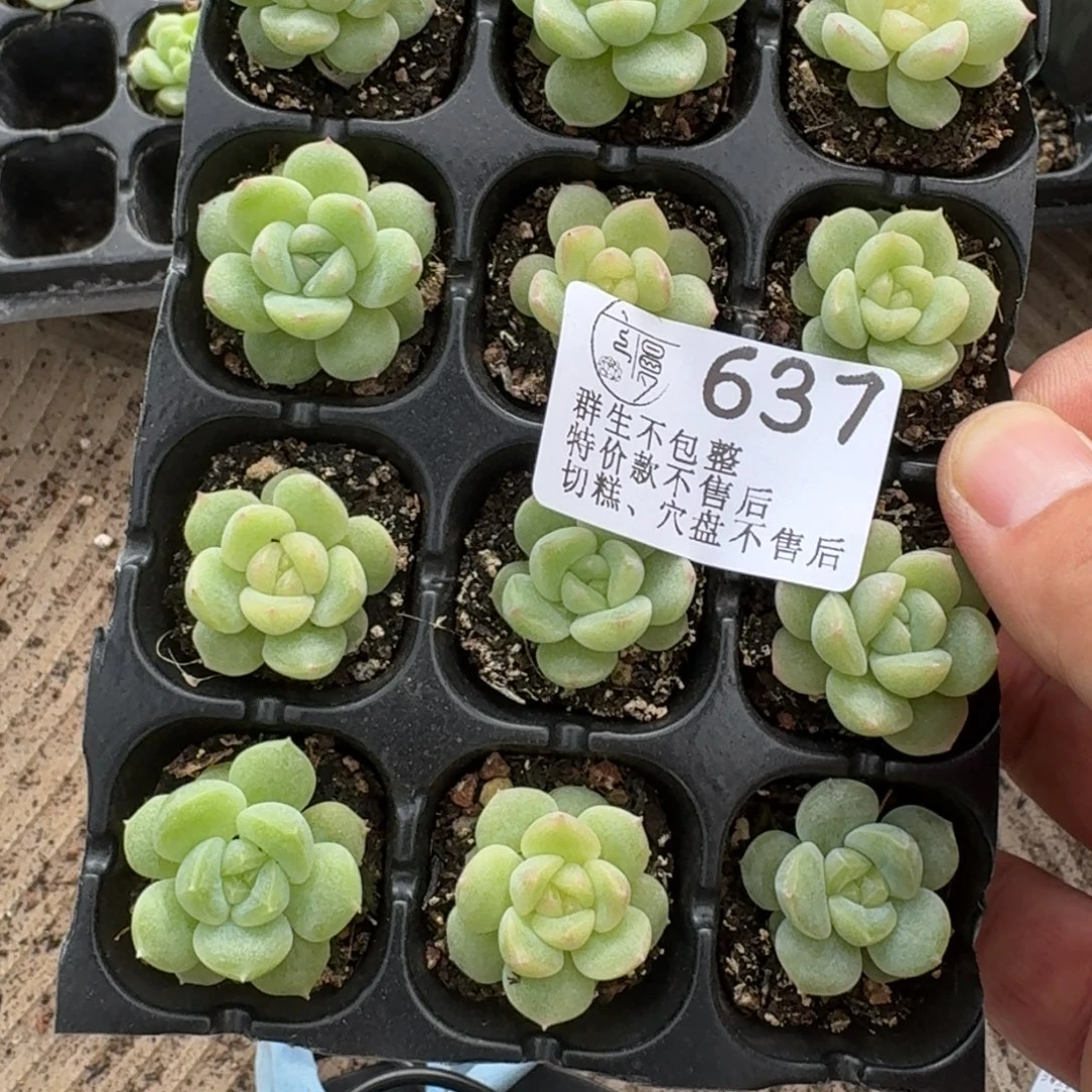 如图637播种穴盘新珍妮一份