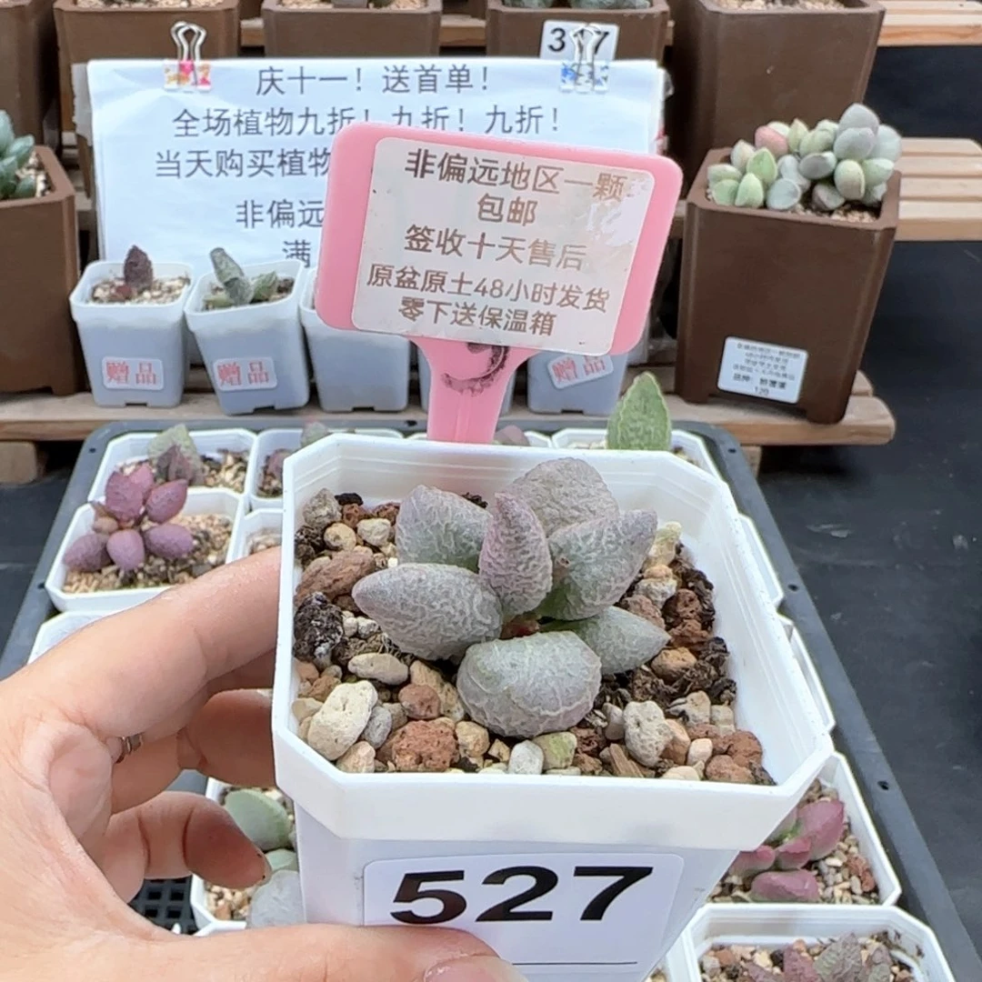 527融化纹冰淇淋多肉植物