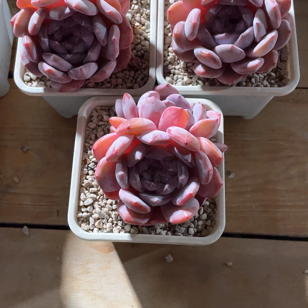 h****2多肉植物多肉植物