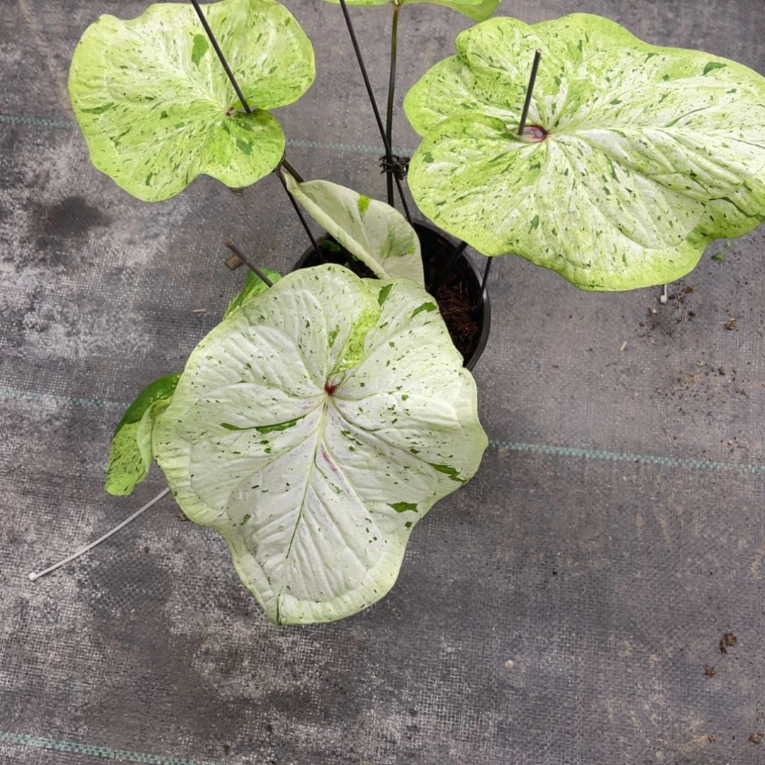 王****无花朵400薄荷糖福利不包售后不包球