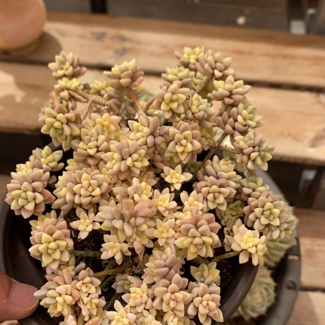 *****姬秋丽多肉植物7666