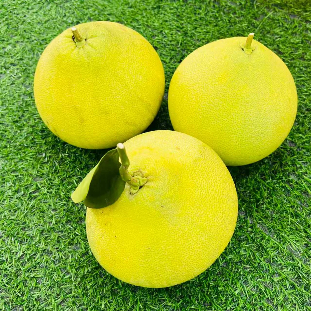 四川特产 南部特产 马王脆香甜柚子
