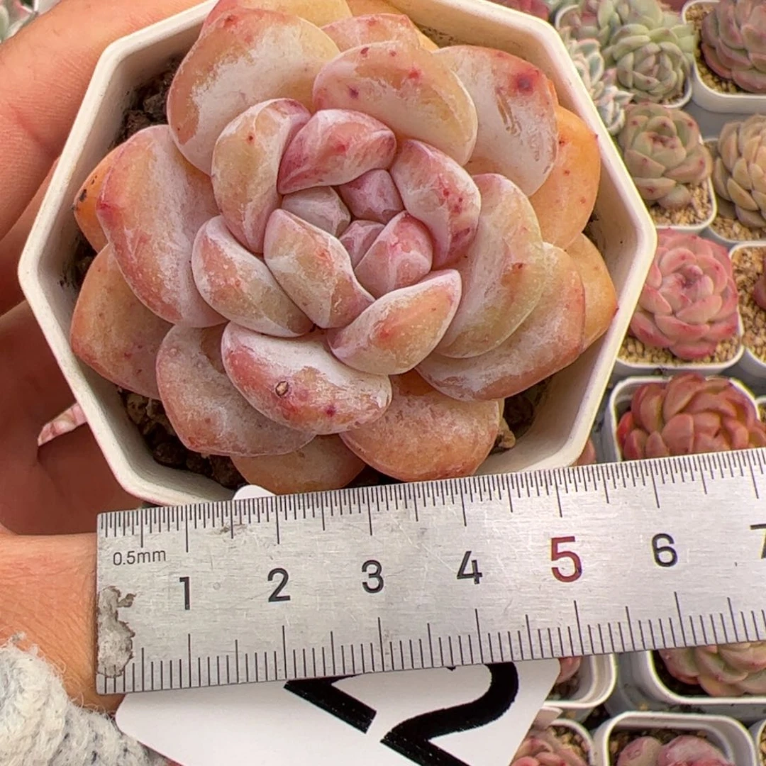 奶****?722 多肉植物组合