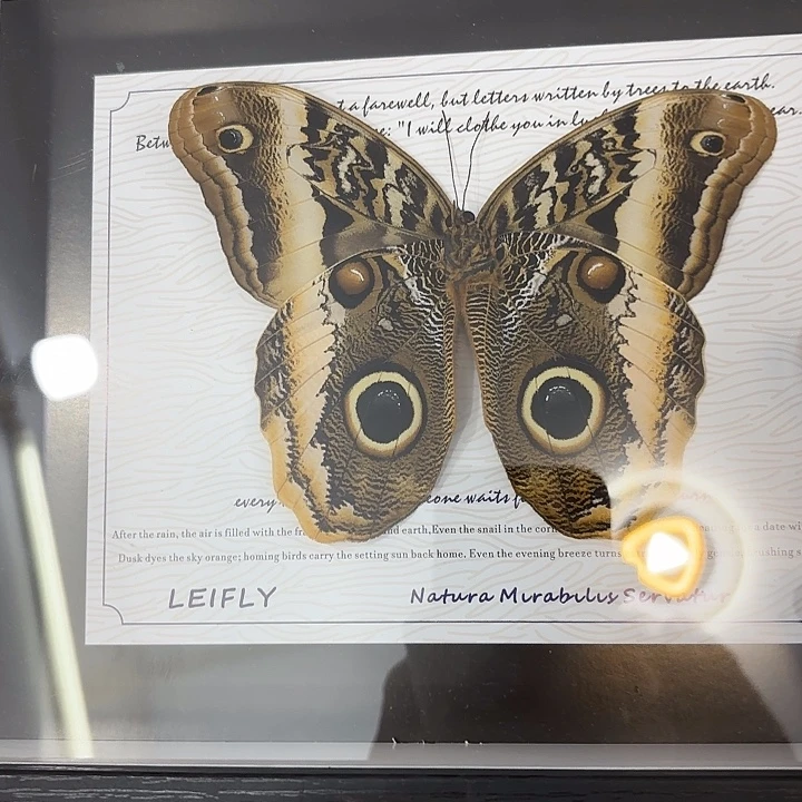 夏***冰蝴蝶标本定制255@