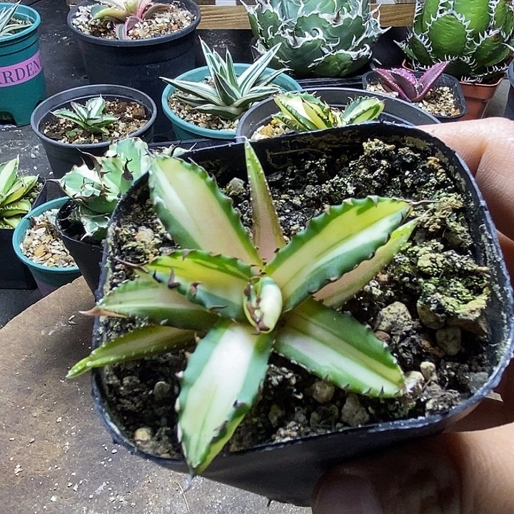 姬仁中斑。