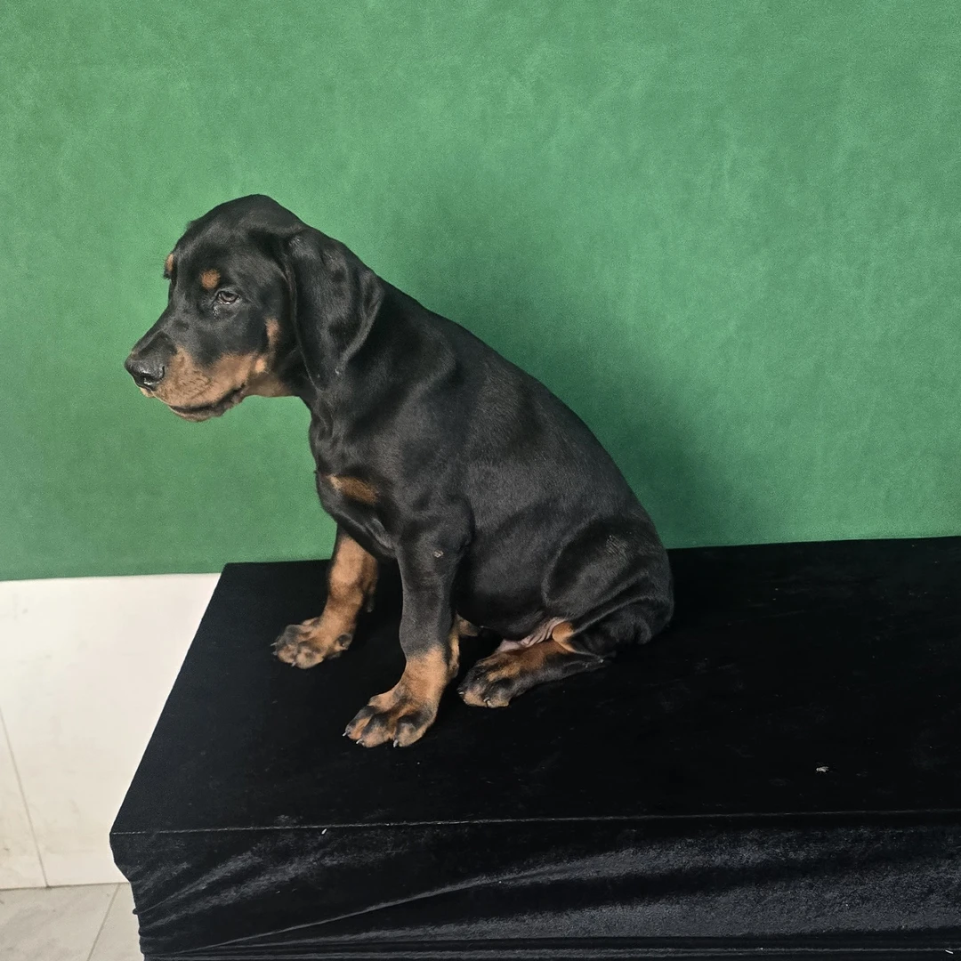 邢台杜宾的纯种德系杜宾犬