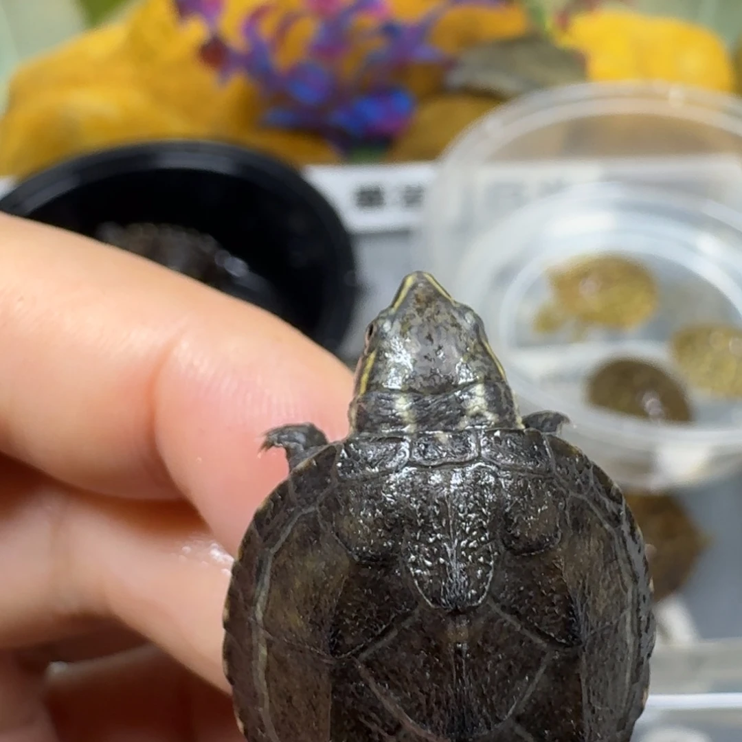 不分公母宠物龟麝香