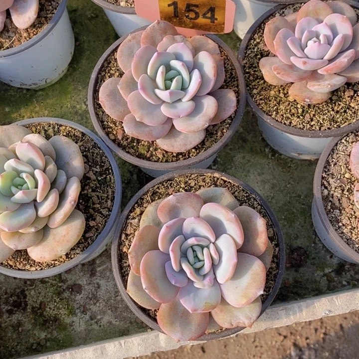 154号韩版奶茶3颗一组