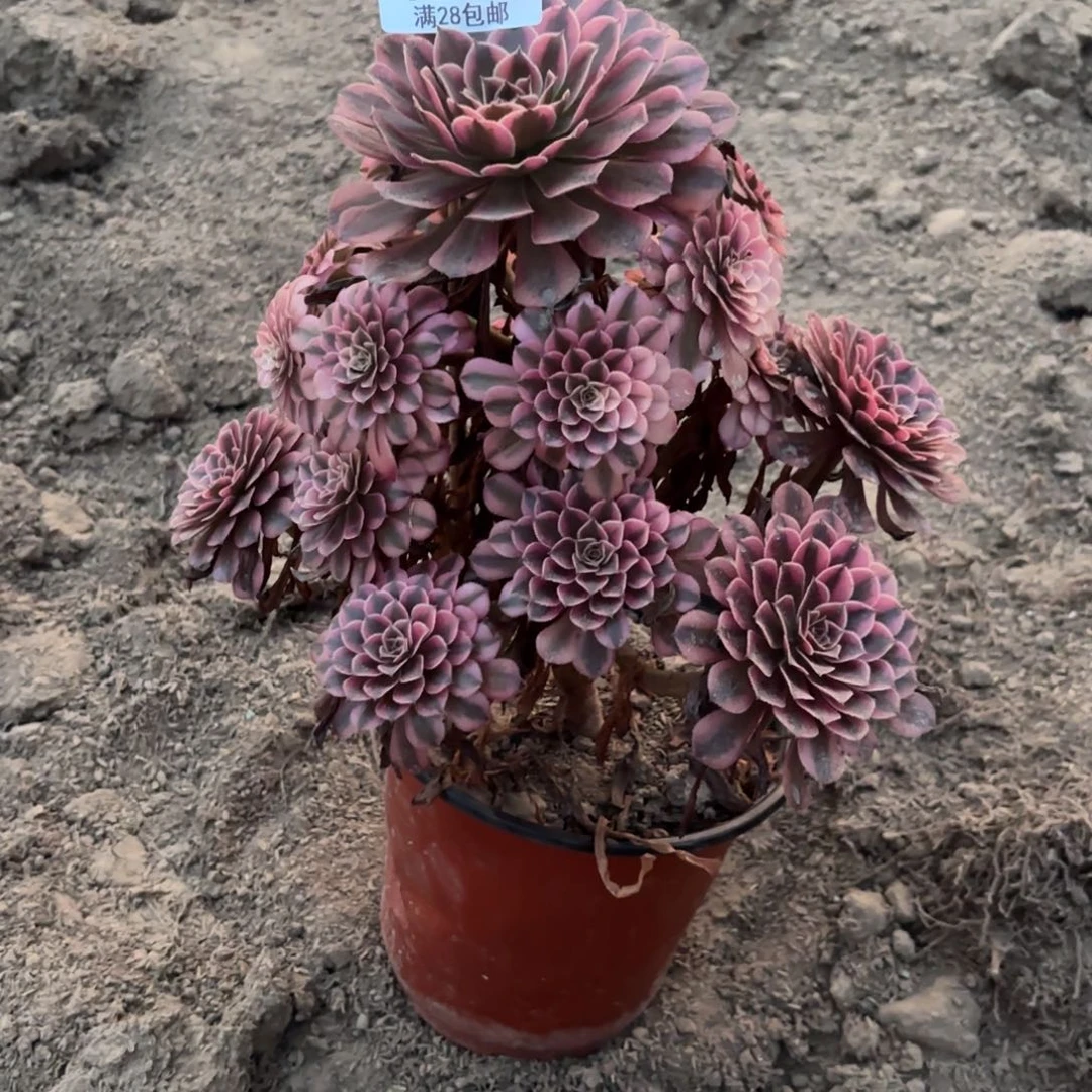 X. 1208黑铜白多肉1222