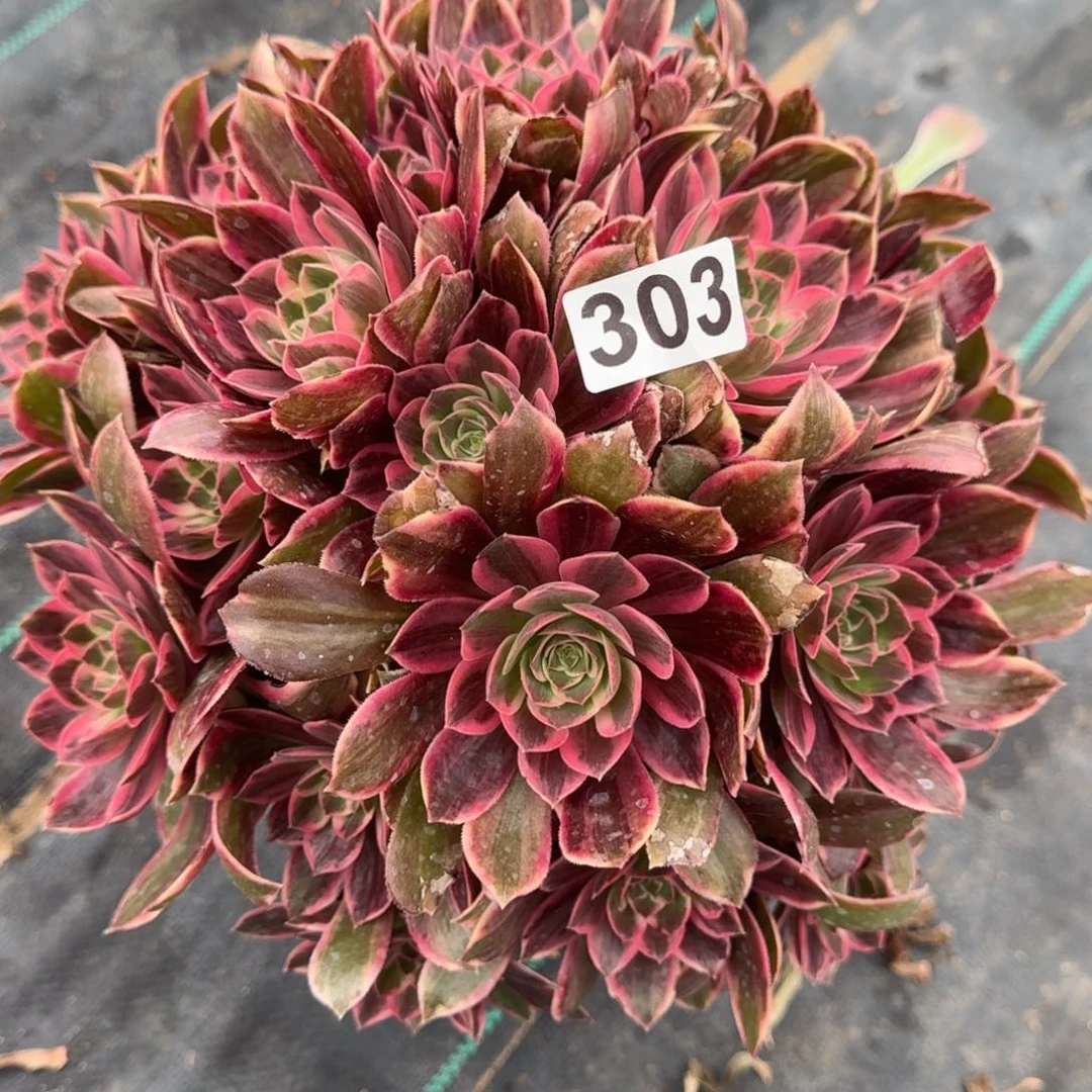 303幻纱多肉植物