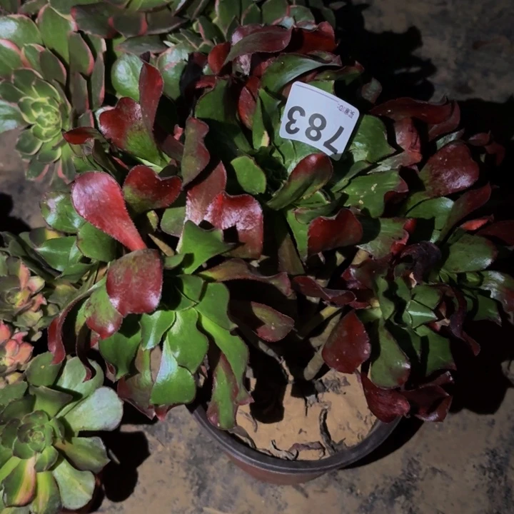 783魅影七彩多肉植物不售后