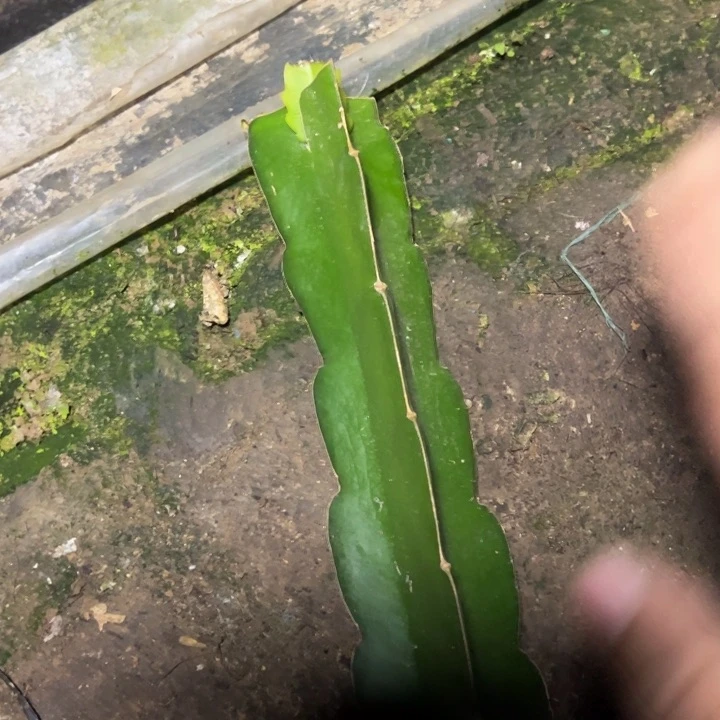 高纯vs018嫁接单片小苗未发芽一颗50