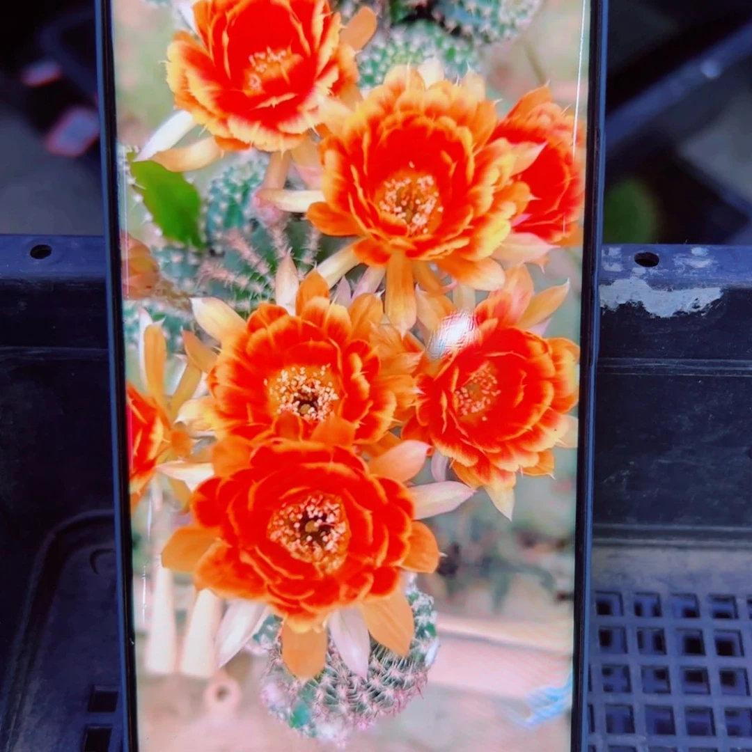 下68丽花金凤凰歪无根侧芽2一3公分左右20包邮