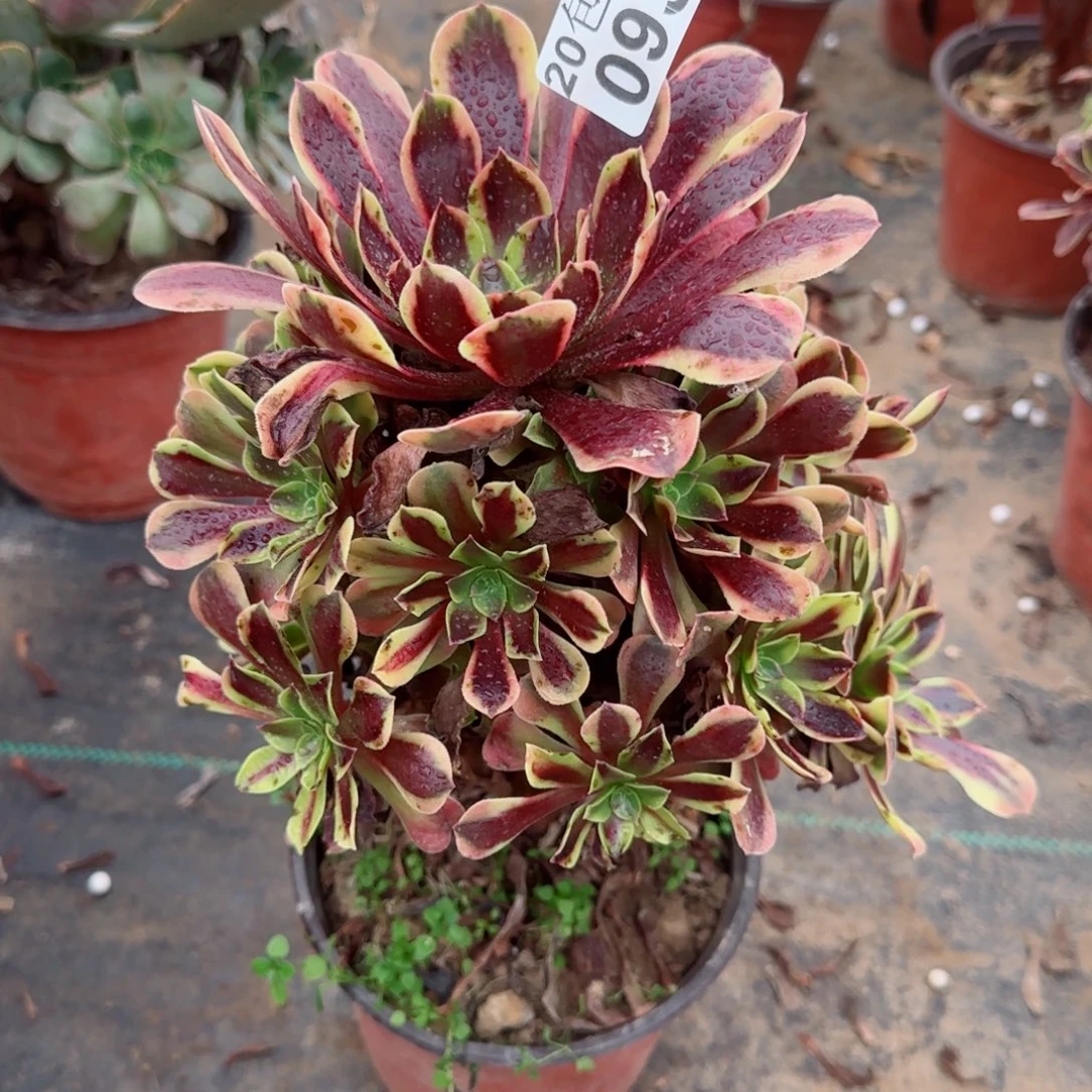 欧佳丽093满20包邮断枝不包