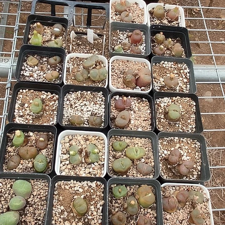 10541一份一盆