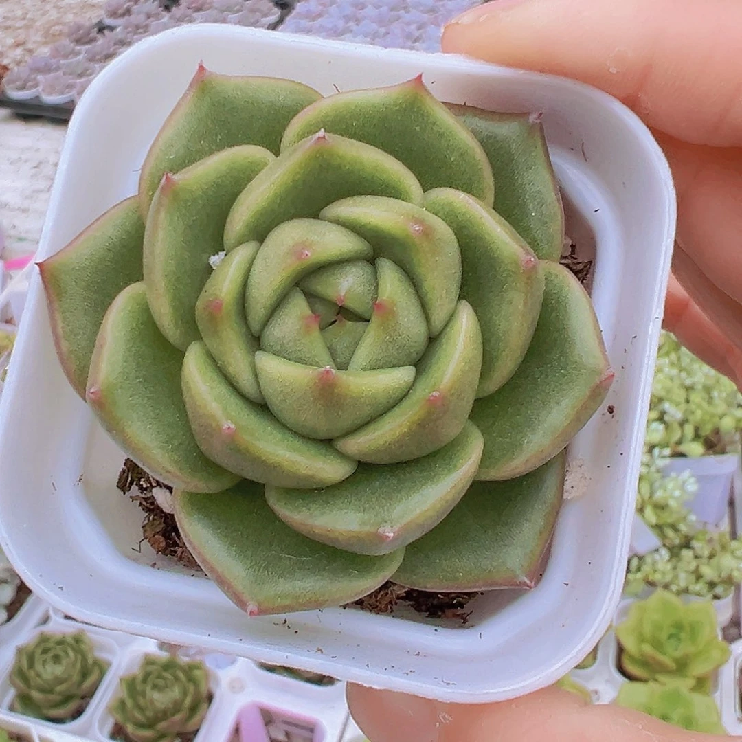 冰城19包邮多肉植物