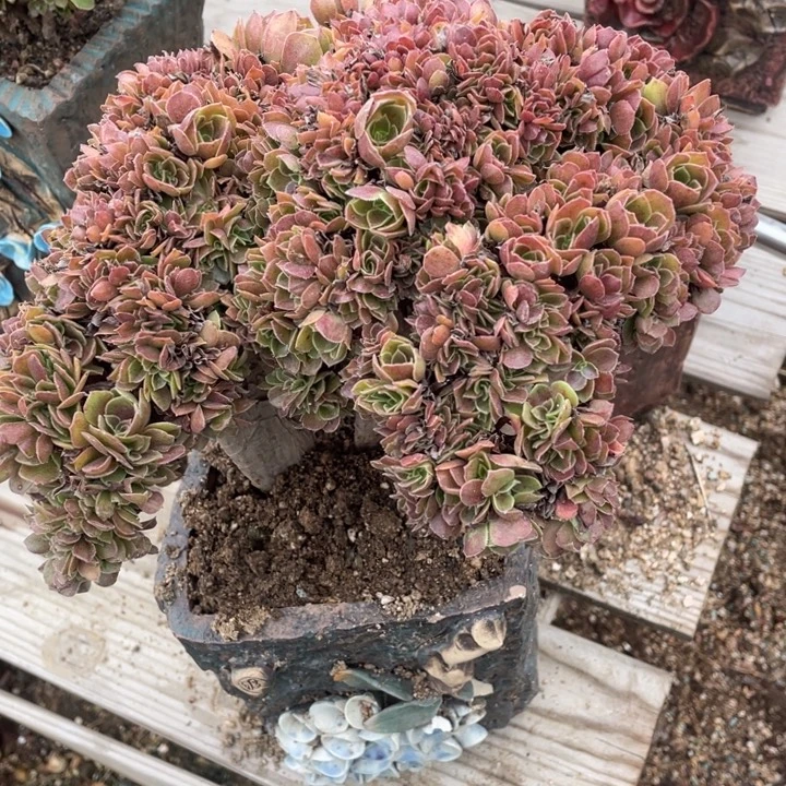 多肉的大肉都要长胖一点