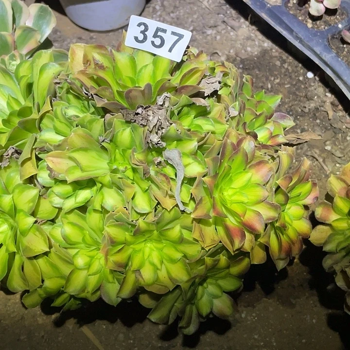 用****8多肉植物断枝不包357韶华
