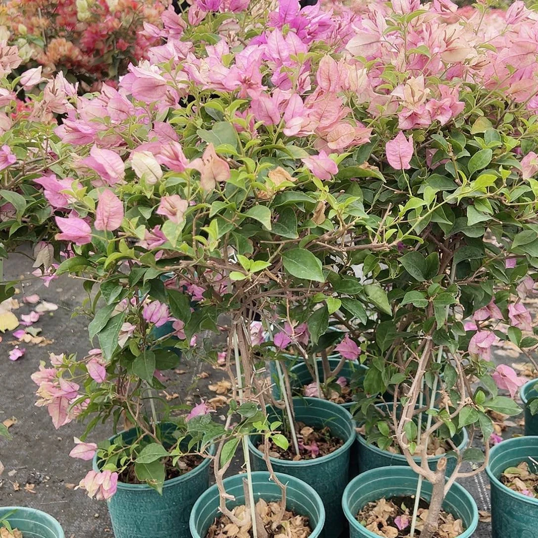 大部分花苞少量开放雪紫带竹一颗，掉花了
