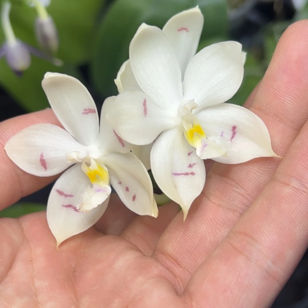 完全开放l267三寸ys1237