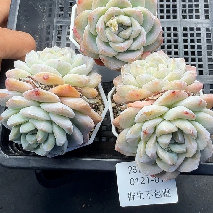 0121-01 精控精养冰玉三颗