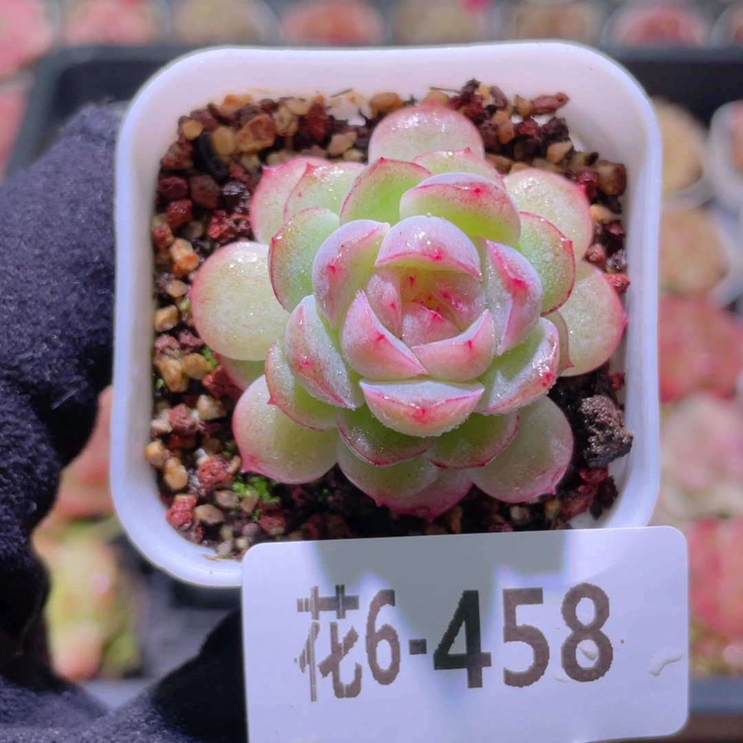 花利美6-458新品珍妮