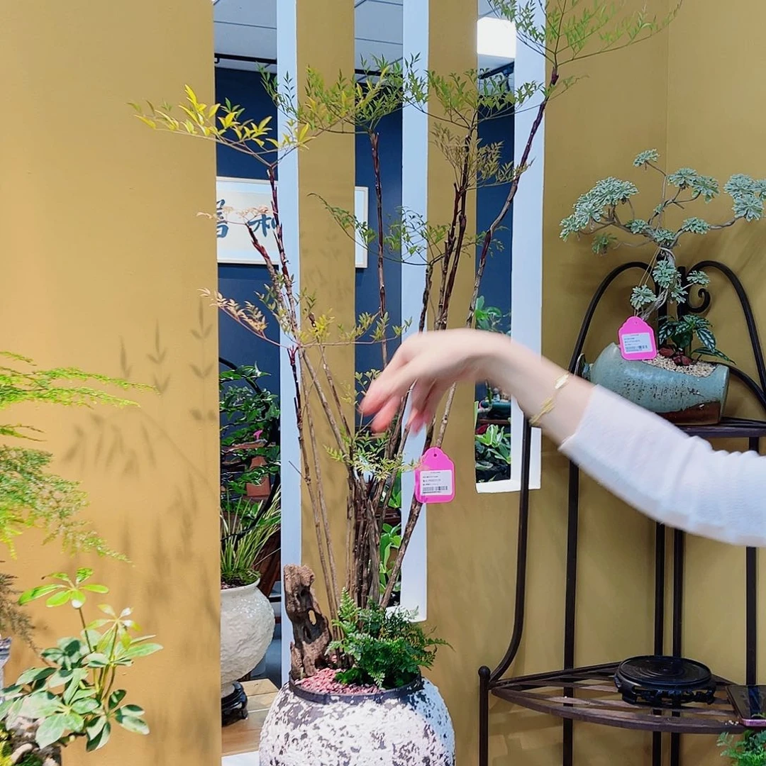 高端绿植一物一拍