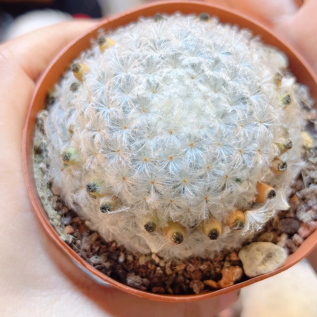 实生白星精控大尤6.5公分1颗