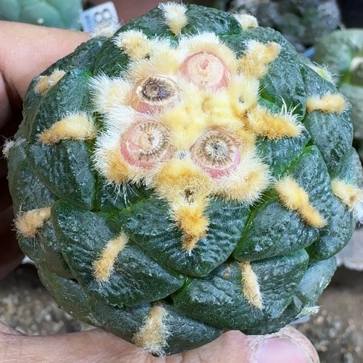 那***好福利苗接连山695