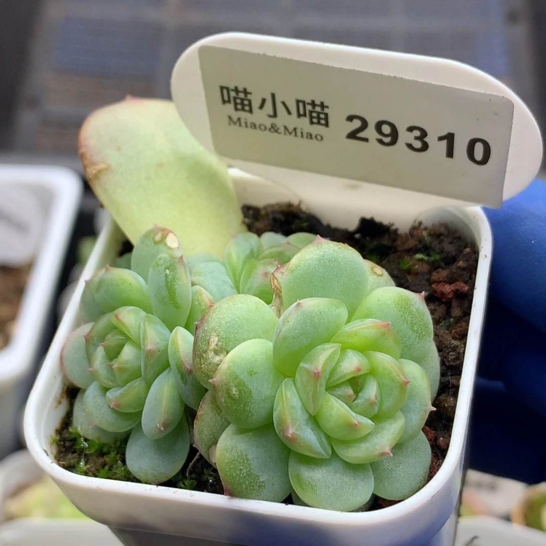 多肉植物杂交珍妮