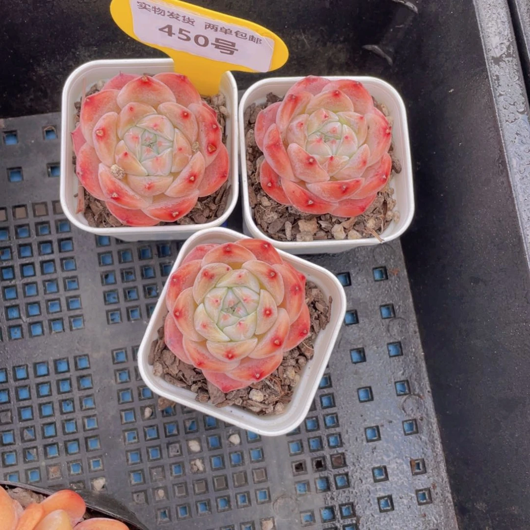 450号糖心如梦令单头一个