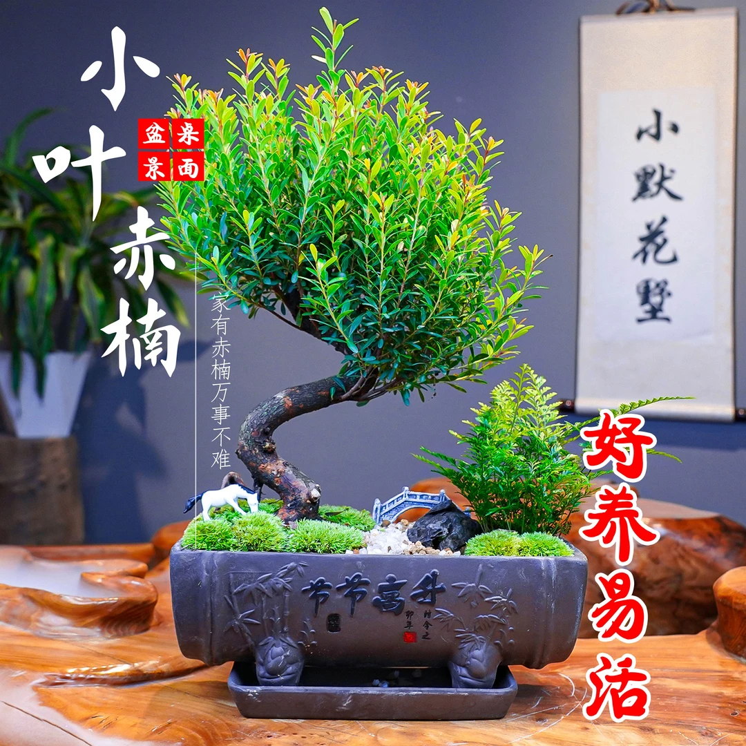 小叶赤楠盆景盆栽东方美学中式意境室内客厅茶桌办公室好养会开花