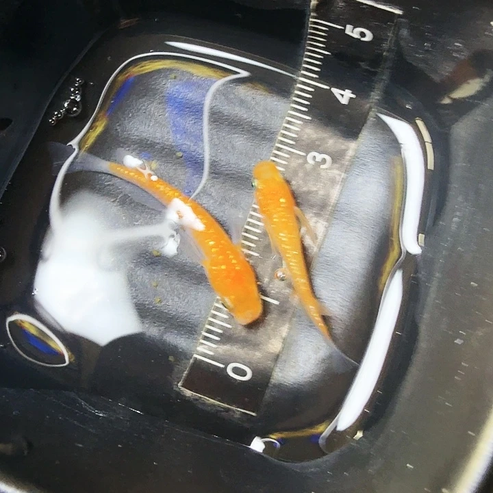 青鳉鱼10号拍品红王华