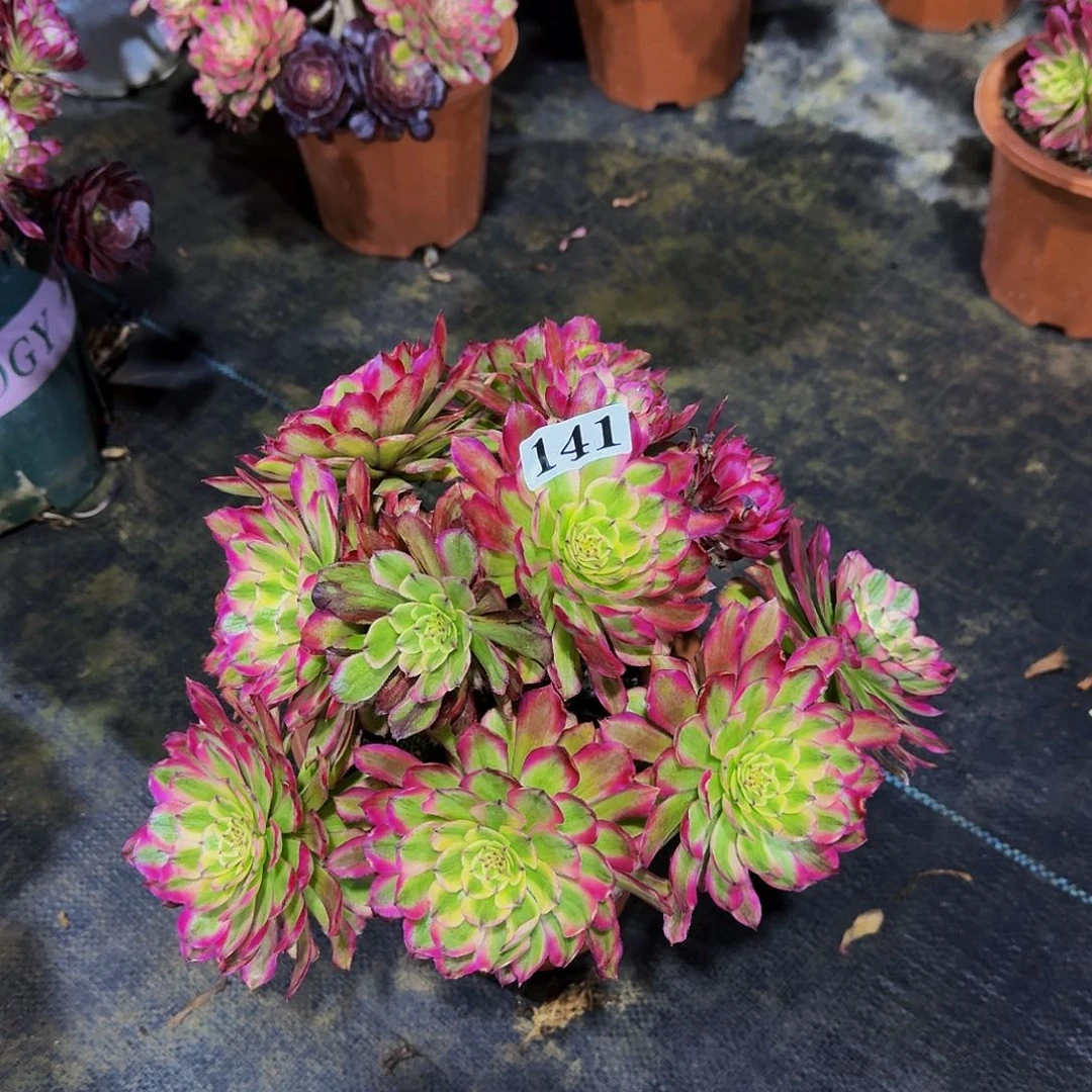 141莫琪多肉植物