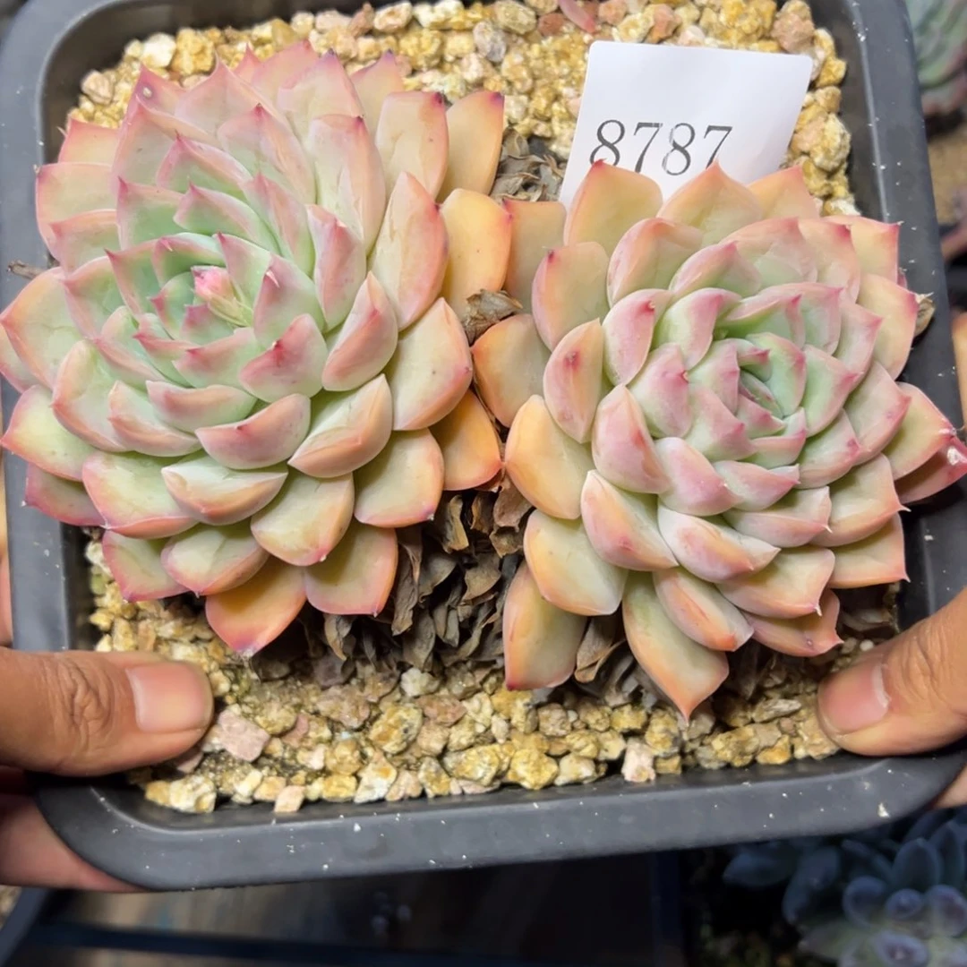 桃*?8787多肉多多多多不包整