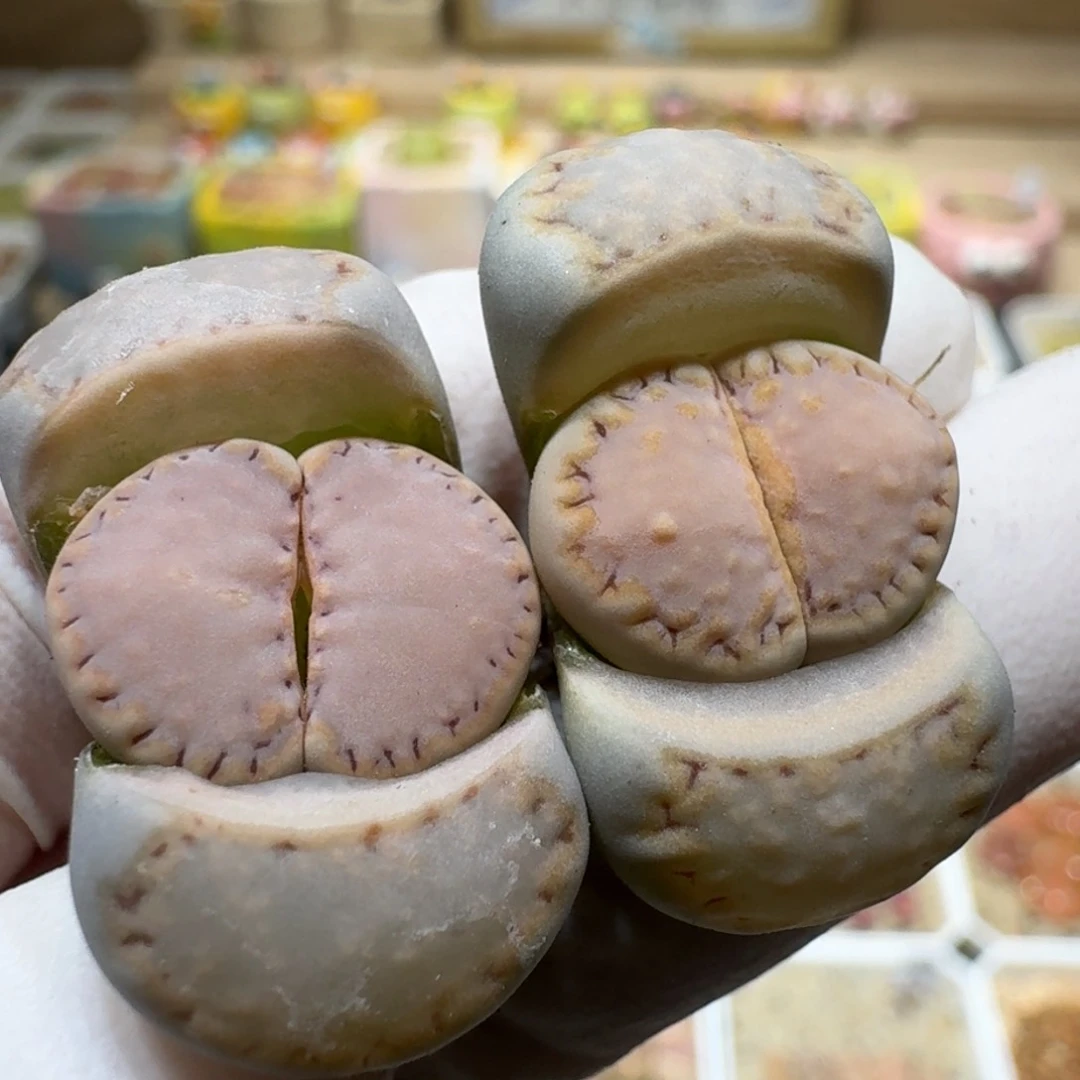 小****0201-06饼干1621.6