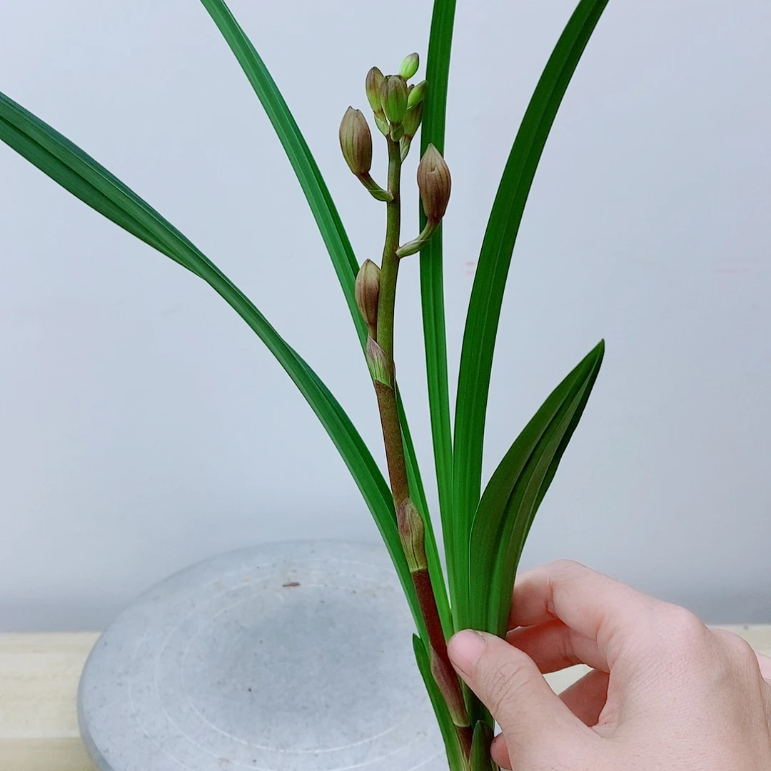 当前无花栽培后可以开花芳