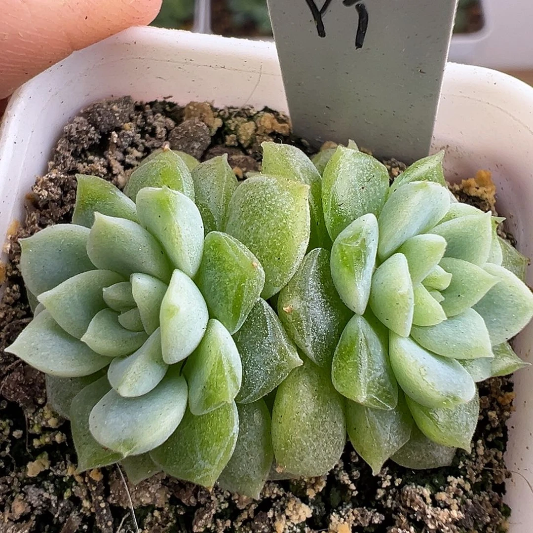 双头泼天财富密码。