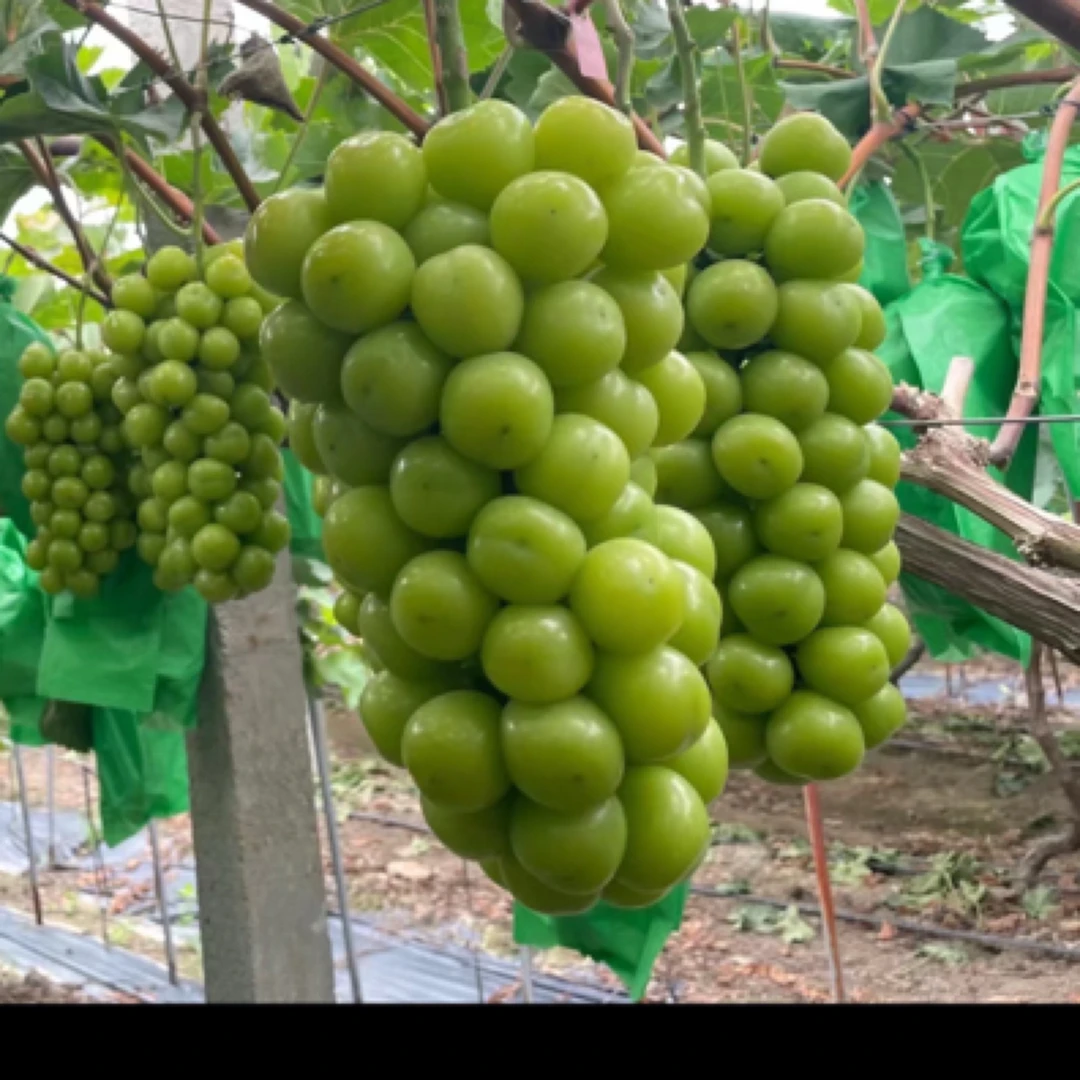 晴王葡萄10-12克，香甜可口。净果5.2-6斤。带水果检测报告。放心吃！葡萄同城送