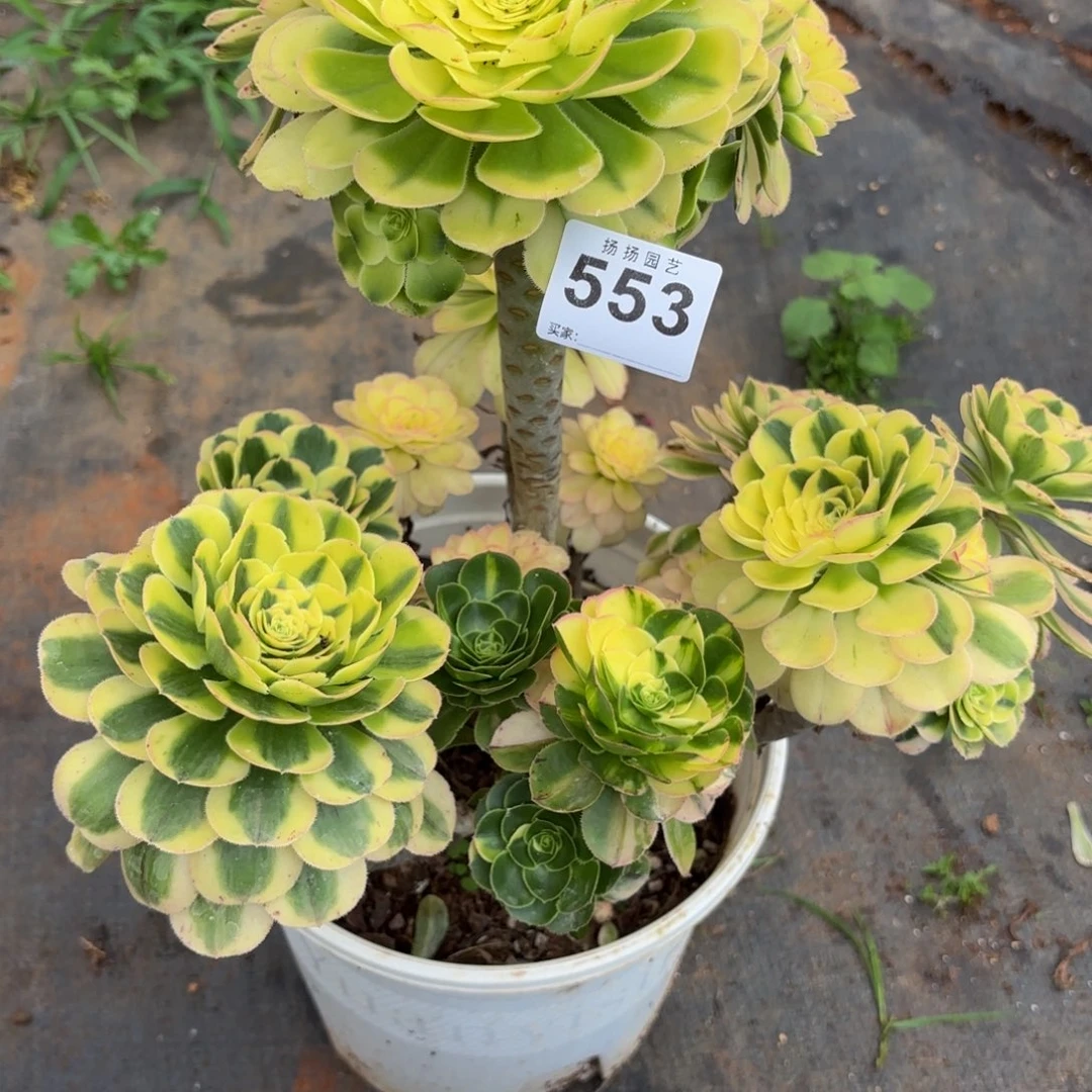 逍***游无花朵553多肉法师寄养