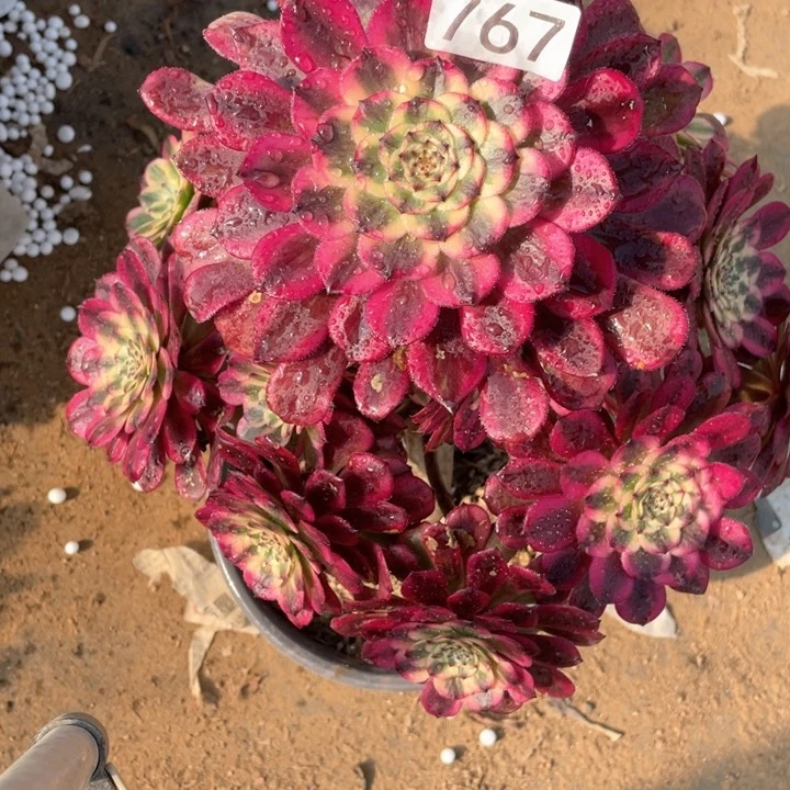 吃****子767多肉植物月蝉