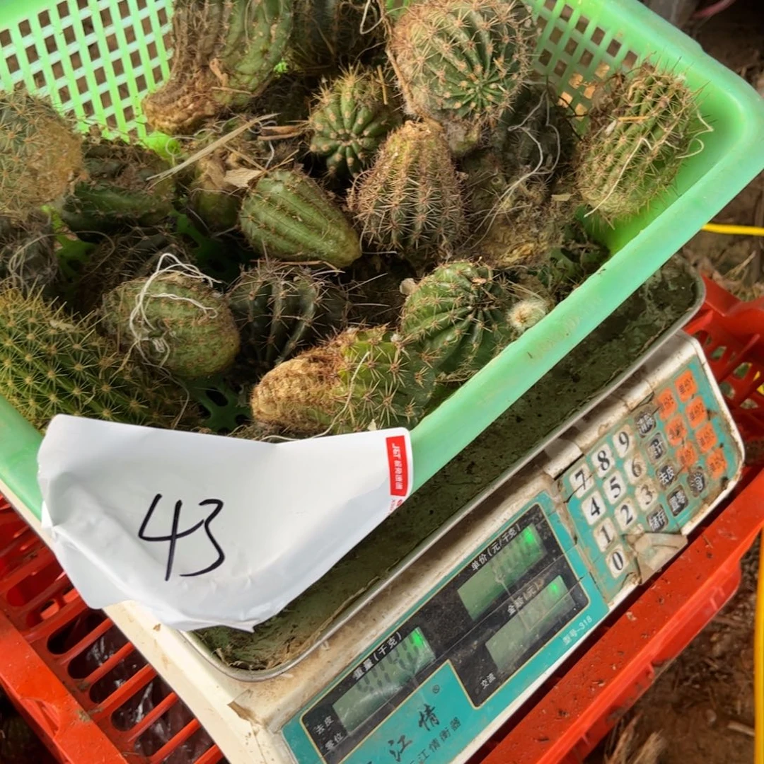 千**缘43撤芽瑕疵无售后