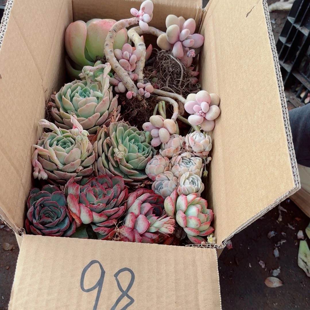 阿*不售后杂花98。