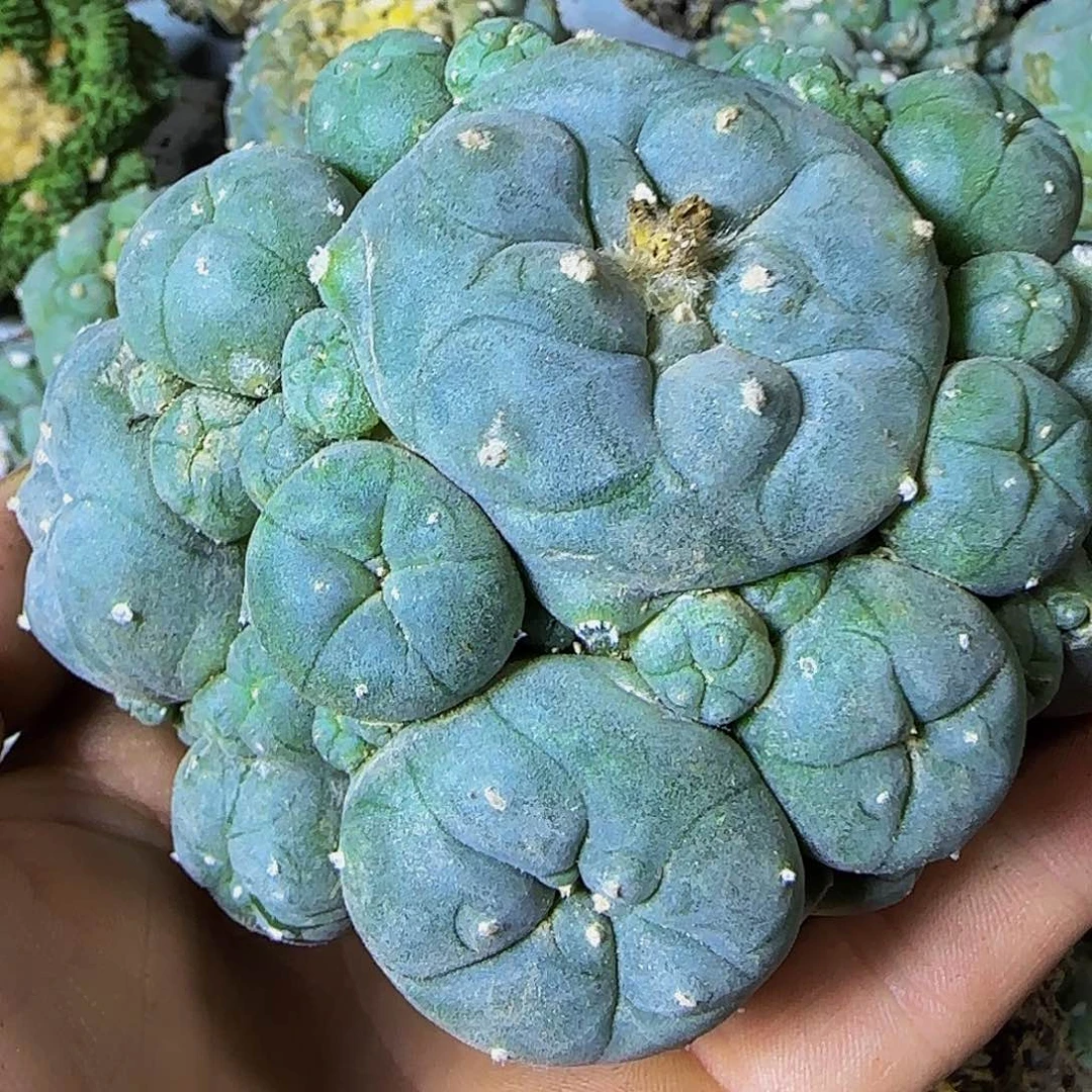 仙群头097仙人球开花