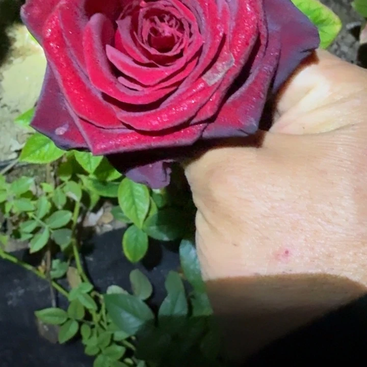 无花朵上流社会扦插小苗