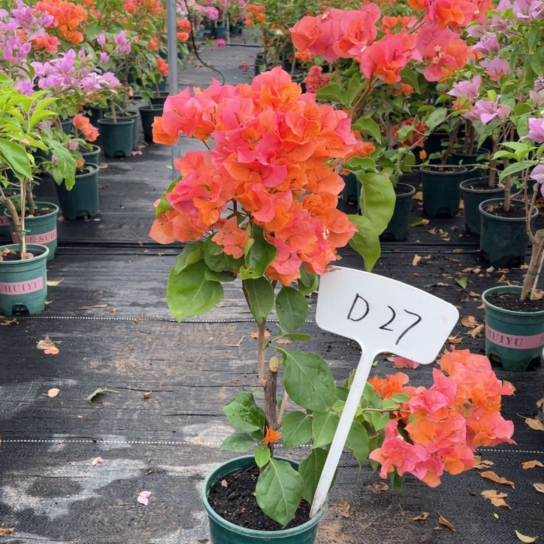 婉***茹大量花朵（建议范围：8朵-15朵 或40%以上）绿叶橙D27